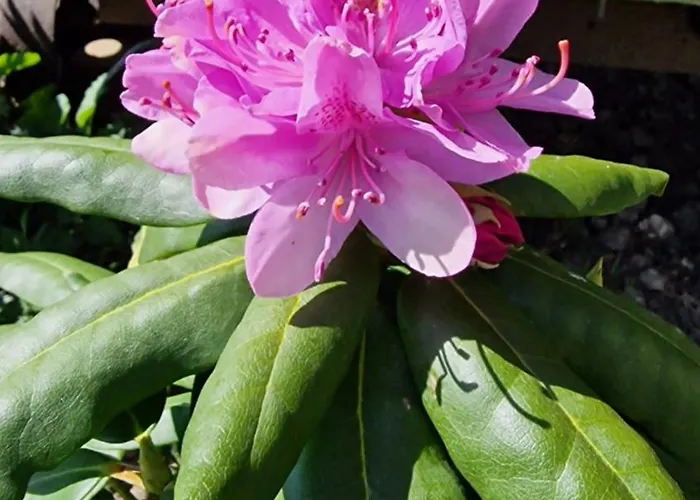 Wainstones Shepherd's Hut 캠프장 Chop Gate