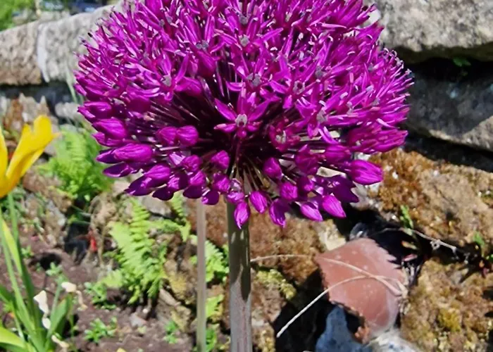 Campsite Wainstones Shepherd's Hut *